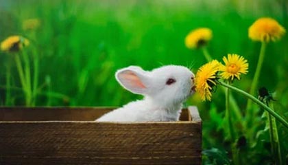 多多28-世界泳联取消跳水世界杯墨西哥分站赛